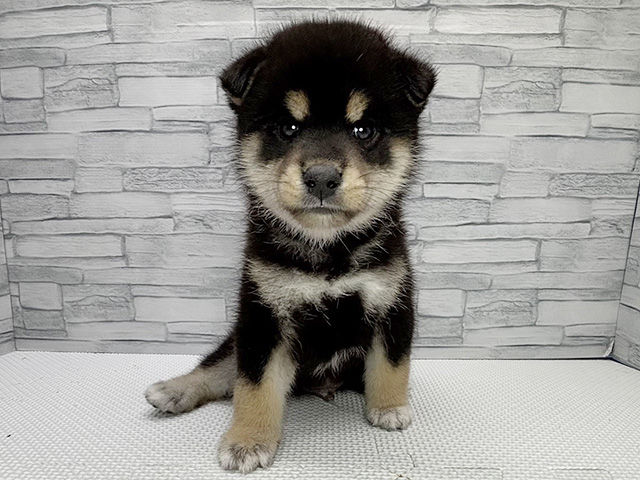 柴犬, 性別 男の子, 誕生日 2026/06/23, 毛色 黒, 出身 群馬県, 店舗 横浜瀬谷店(神奈川県), お問い合わせ番号 200020840