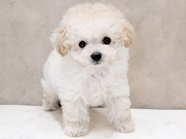 トイプードル(ティーカップ), 性別 男の子, 誕生日 2026/07/01, 毛色 シャンパン, 出身 香川県, 店舗 ららぽーとTOKYO-BAY店(千葉県), お問い合わせ番号 2660536