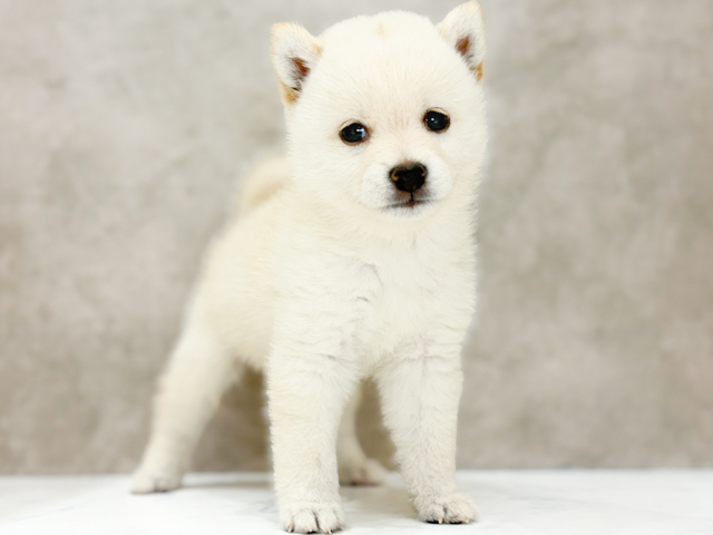 豆柴, 性別 男の子, 誕生日 2026/07/01, 毛色 白, 出身 熊本県, 店舗 京都四条河原町店(京都府), お問い合わせ番号 2631672