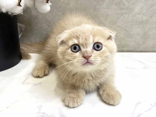 スコティッシュフォールド