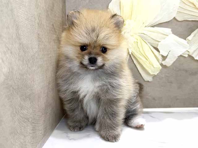 ポメラニアン