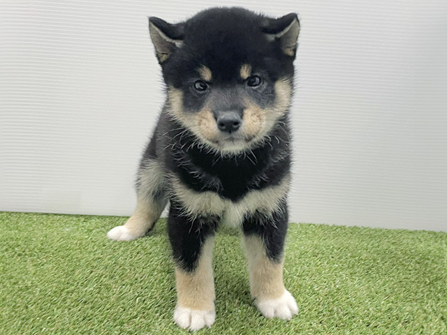 柴犬, 性別 男の子, 誕生日 2026/06/30, 毛色 黒, 出身 群馬県, 店舗 三郷店(埼玉県), お問い合わせ番号 200020917