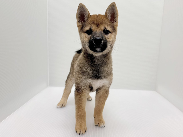 柴犬, 性別 女の子, 誕生日 2026/06/09, 毛色 赤, 出身 千葉県, 店舗 磐田店(静岡県), お問い合わせ番号 402608111