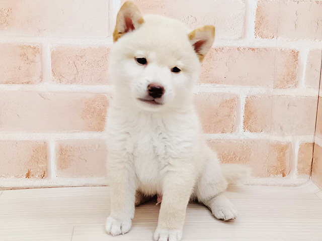 柴犬, 性別 男の子, 誕生日 2026/07/01, 毛色 白, 出身 三重県, 店舗 さいたま新都心店(埼玉県), お問い合わせ番号 300002306
