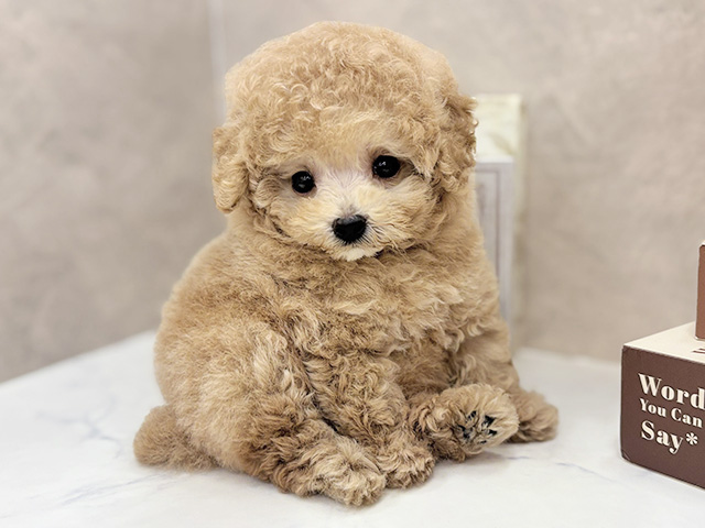 トイプードル(ティーカップ), 性別 男の子, 誕生日 2026/07/06, 毛色 アプリコット, 出身 香川県, 店舗 橿原店(奈良県), お問い合わせ番号 2660559