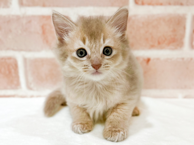 ソマリ, 性別 男の子, 誕生日 2026/07/12, 毛色 フォーン, 出身 群馬県, 店舗 for cats横浜元町店(神奈川県), お問い合わせ番号 2604349