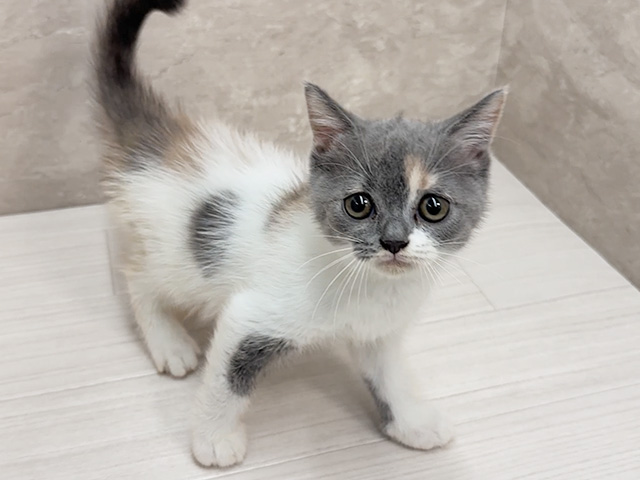 ブリティッシュ