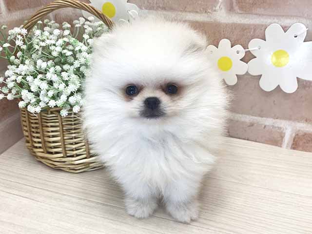 ポメラニアン