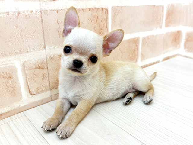 チワワ(スムース), 性別 男の子, 誕生日 2026/07/10, 毛色 クリーム, 出身 千葉県, 店舗 さいたま新都心店(埼玉県), お問い合わせ番号 300026201