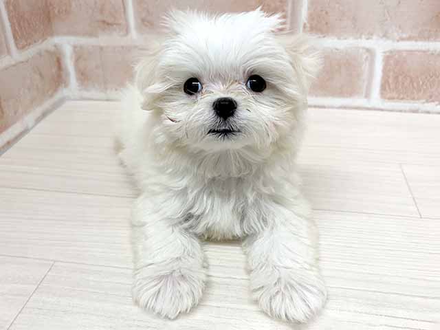 マルチーズ, 性別 女の子, 誕生日 2026/06/19, 毛色 ホワイト, 出身 千葉県, 店舗 須坂店(長野県), お問い合わせ番号 216081723