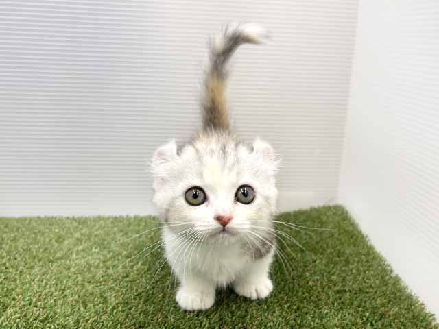 キンカロー, 性別 女の子, 誕生日 2026/07/14, 毛色 ダイリュートキャリコ, 出身 群馬県, 店舗 三郷店(埼玉県), お問い合わせ番号 200021052