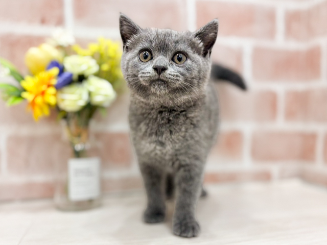 ブリティッシュ