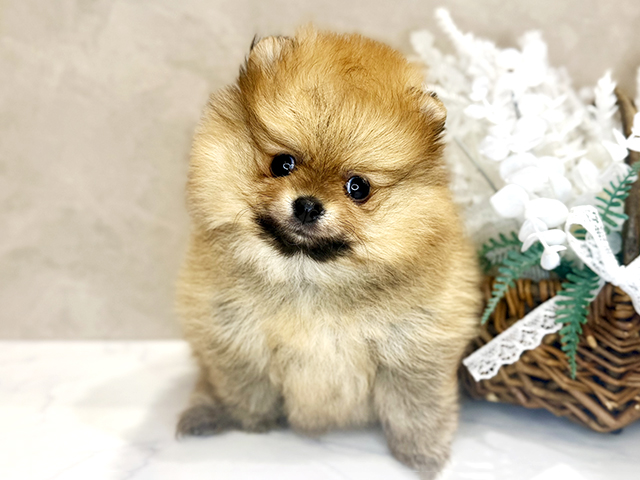 ポメラニアン