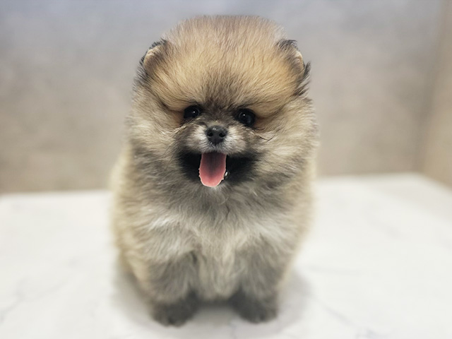 ポメラニアン
