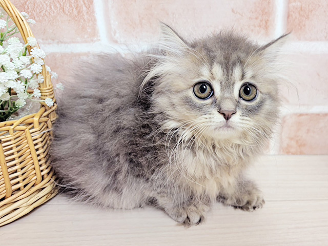 ラガマフィン, 性別 女の子, 誕生日 2026/06/28, 毛色 ブルーパッチドタビー, 出身 埼玉県, 店舗 富士南店(静岡県), お問い合わせ番号 2604483