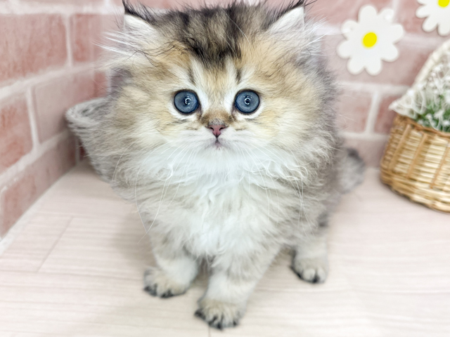 ブリティッシュ