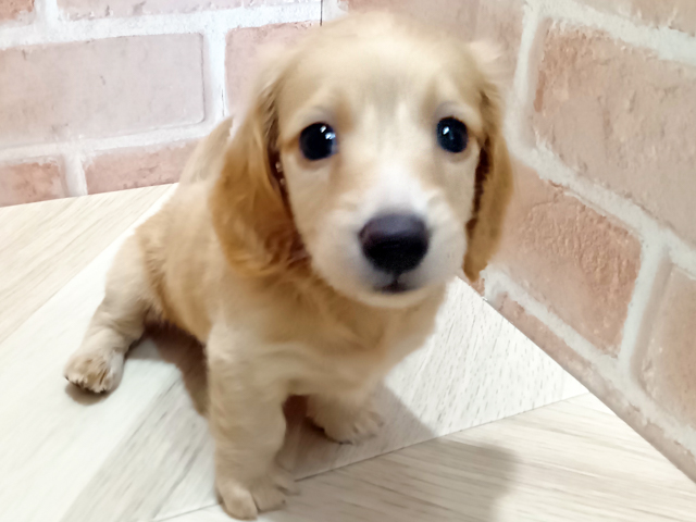 ミニチュアダックスフンド
