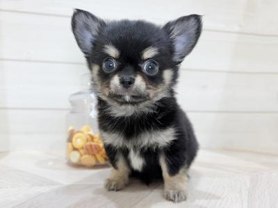 チワワ(ロング), 性別 男の子, 誕生日 2026/05/14, 毛色 ブラックタン, 出身 長崎県, 店舗 神戸元町店(兵庫県), お問い合わせ番号 2602377
