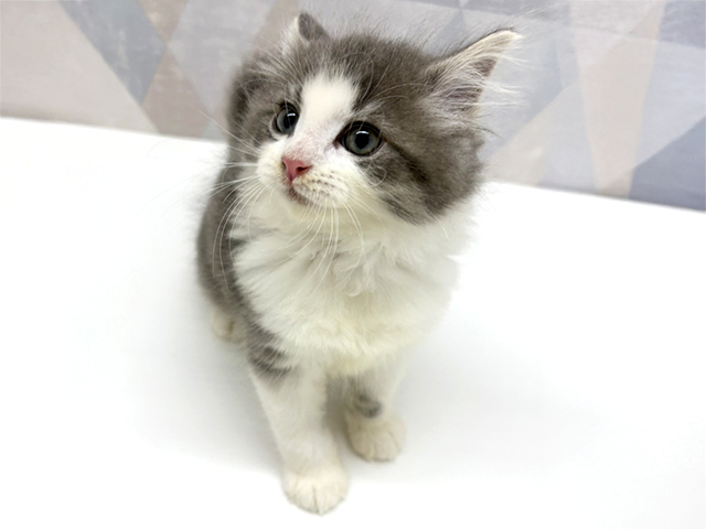 ノルウェージャンフォレストキャット, 性別 男の子, 誕生日 2026/07/19, 毛色 ブルータビーホワイト, 出身 東京都, 店舗 名取店(宮城県), お問い合わせ番号 200021096