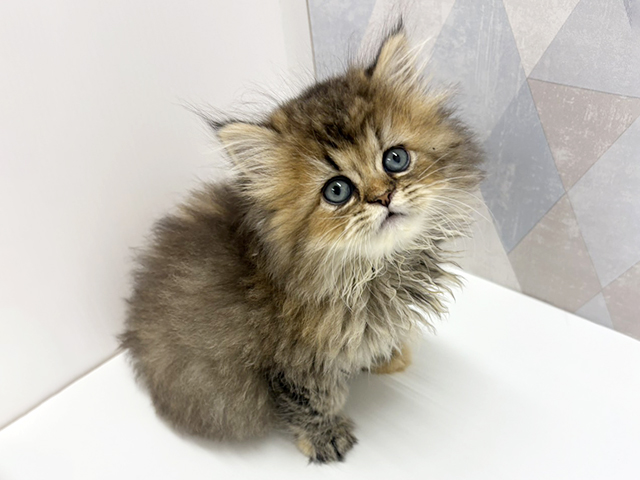 ペルシャ, 性別 女の子, 誕生日 2026/07/17, 毛色 チンチラゴールデン, 出身 千葉県, 店舗 名取店(宮城県), お問い合わせ番号 200021116