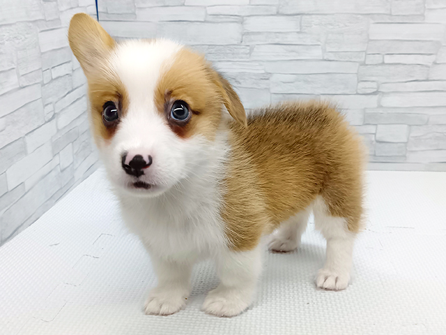 ウェルシュコーギーペンブローク, 性別 男の子, 誕生日 2026/07/20, 毛色 セーブルホワイト, 出身 埼玉県, 店舗 横浜瀬谷店(神奈川県), お問い合わせ番号 100940787