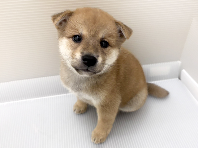 柴犬, 性別 女の子, 誕生日 2026/07/21, 毛色 赤, 出身 埼玉県, 店舗 久喜菖蒲店(埼玉県), お問い合わせ番号 100940800