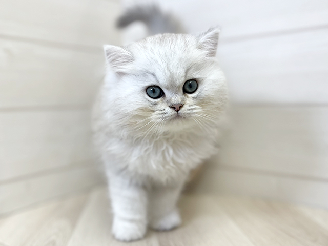 ブリティッシュ(ロングヘア), 性別 男の子, 誕生日 2026/07/15, 毛色 シェルシルバーシェーデットポイント, 出身 岐阜県, 店舗 大高店(愛知県), お問い合わせ番号 2652011