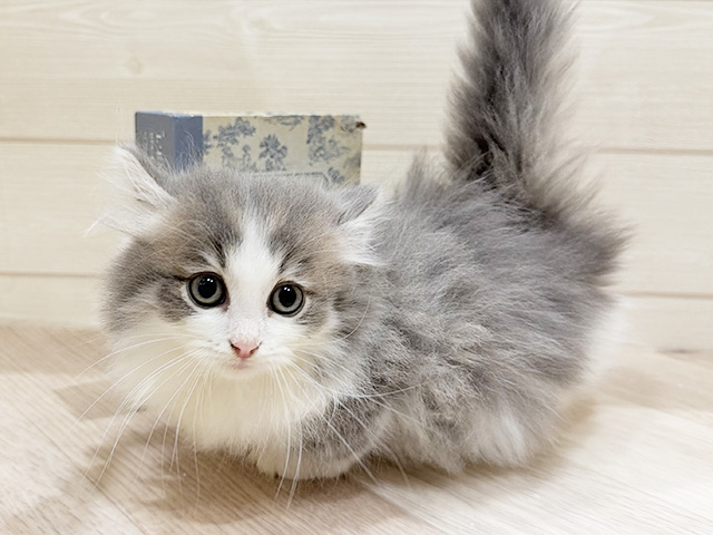ミヌエット