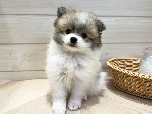 ポメラニアン