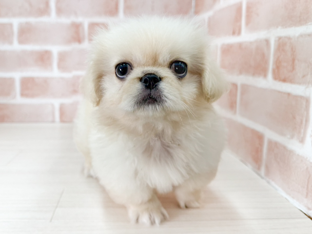 ペキニーズ, 性別 男の子, 誕生日 2026/07/12, 毛色 ホワイトクリーム, 出身 栃木県, 店舗 埼玉大井店(埼玉県), お問い合わせ番号 500919801
