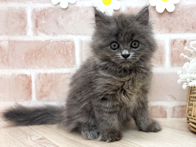 ブリティッシュ(ロングヘア), 性別 女の子, 誕生日 2026/07/15, 毛色 ブルー, 出身 埼玉県, 店舗 武蔵小山店(東京都), お問い合わせ番号 2604721
