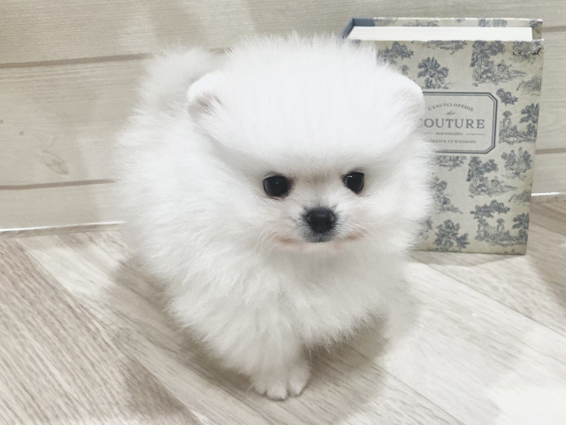 ポメラニアン