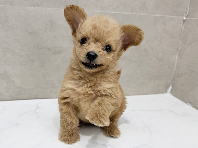 チワプー, 性別 男の子, 誕生日 2026/07/26, 毛色 アプリコット, 出身 沖縄県, 店舗 福津店(福岡県), お問い合わせ番号 2680433