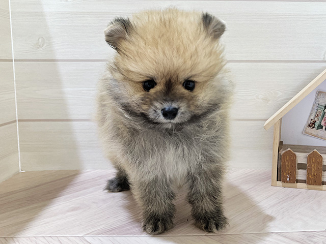 ポメラニアン