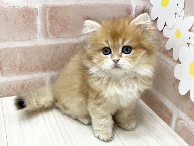ブリティッシュ