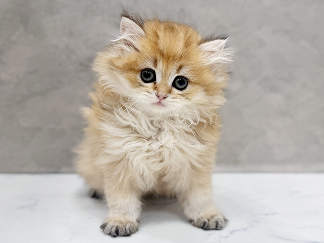 ブリティッシュ