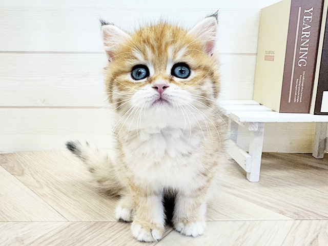ブリティッシュ
