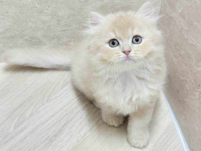 ブリティッシュ