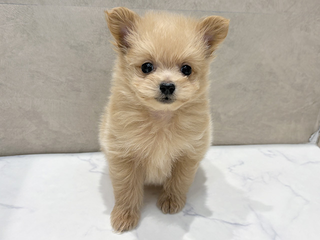 ポメプー