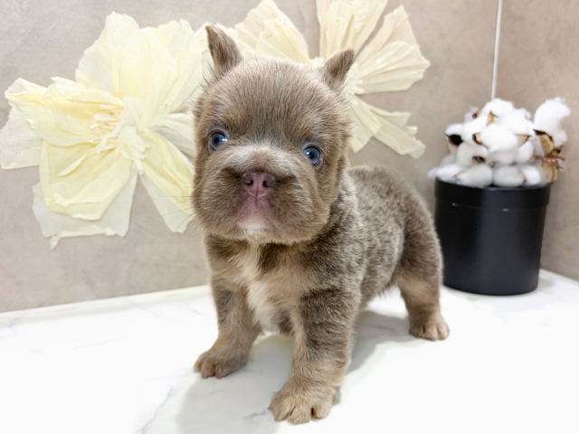 フレンチブルドッグ, 性別 男の子, 誕生日 2026/07/30, 毛色 イザベラタン, 出身 和歌山県, 店舗 神戸三宮センター街店(兵庫県), お問い合わせ番号 2652125