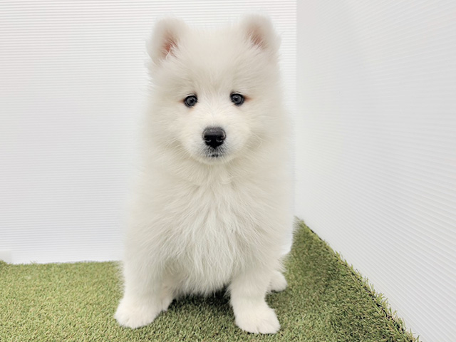 サモエド, 性別 女の子, 誕生日 2026/07/21, 毛色 ホワイト, 出身 群馬県, 店舗 三郷店(埼玉県), お問い合わせ番号 200021201