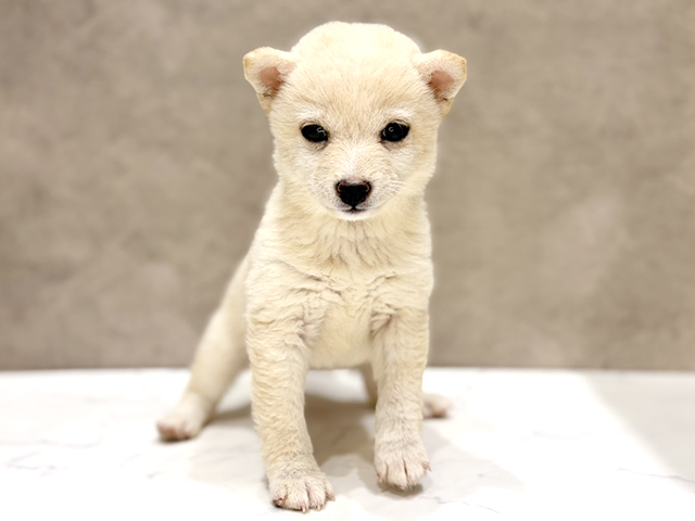極小豆柴, 性別 女の子, 誕生日 2026/07/31, 毛色 白, 出身 大分県, 店舗 ららぽーと立川立飛店(東京都), お問い合わせ番号 2632070