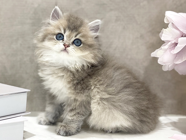 ブリティッシュ