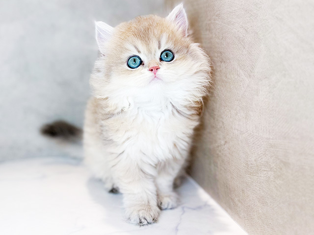 ブリティッシュ