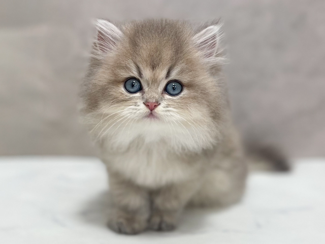 ブリティッシュ