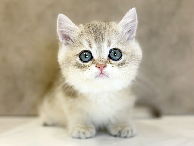 ブリティッシュ