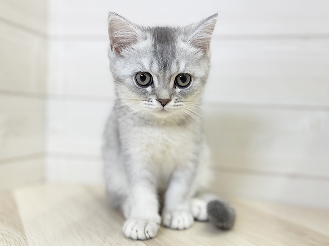 ブリティッシュ