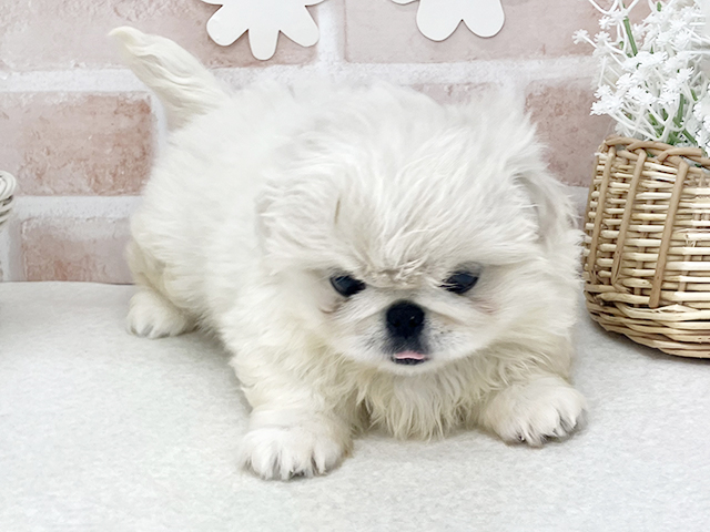 ペキニーズ, 性別 女の子, 誕生日 2026/08/06, 毛色 ホワイト, 出身 新潟県, 店舗 お台場店(東京都), お問い合わせ番号 2620419