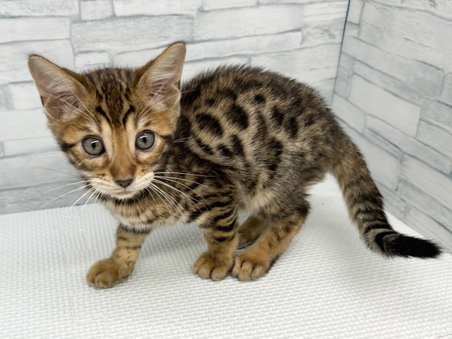 ベンガル, 性別 男の子, 誕生日 2026/08/08, 毛色 ブラウンスポテッドタビー, 出身 山梨県, 店舗 横浜瀬谷店(神奈川県), お問い合わせ番号 100930039
