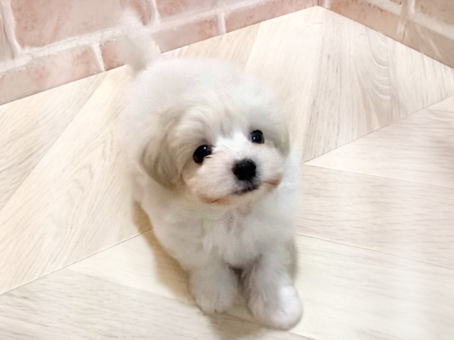 マルプー